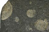 Fossil Ammonite Cluster - Posidonia Shale, Germany #368183-1